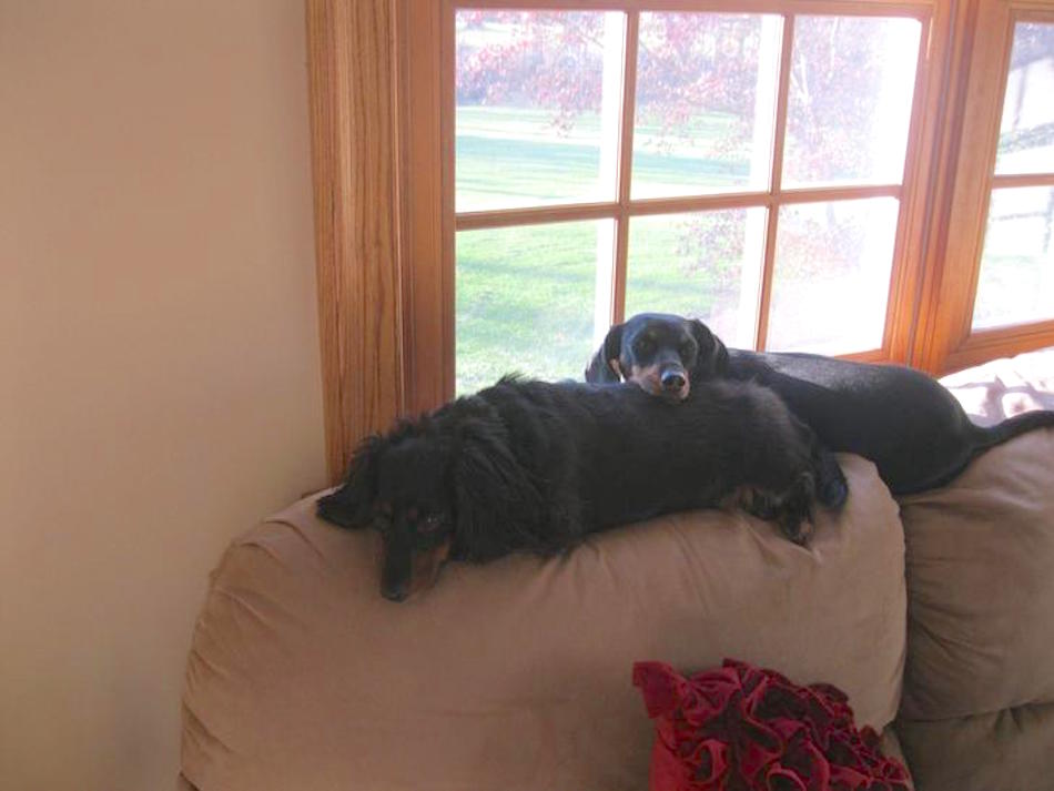 dachshund.jpg