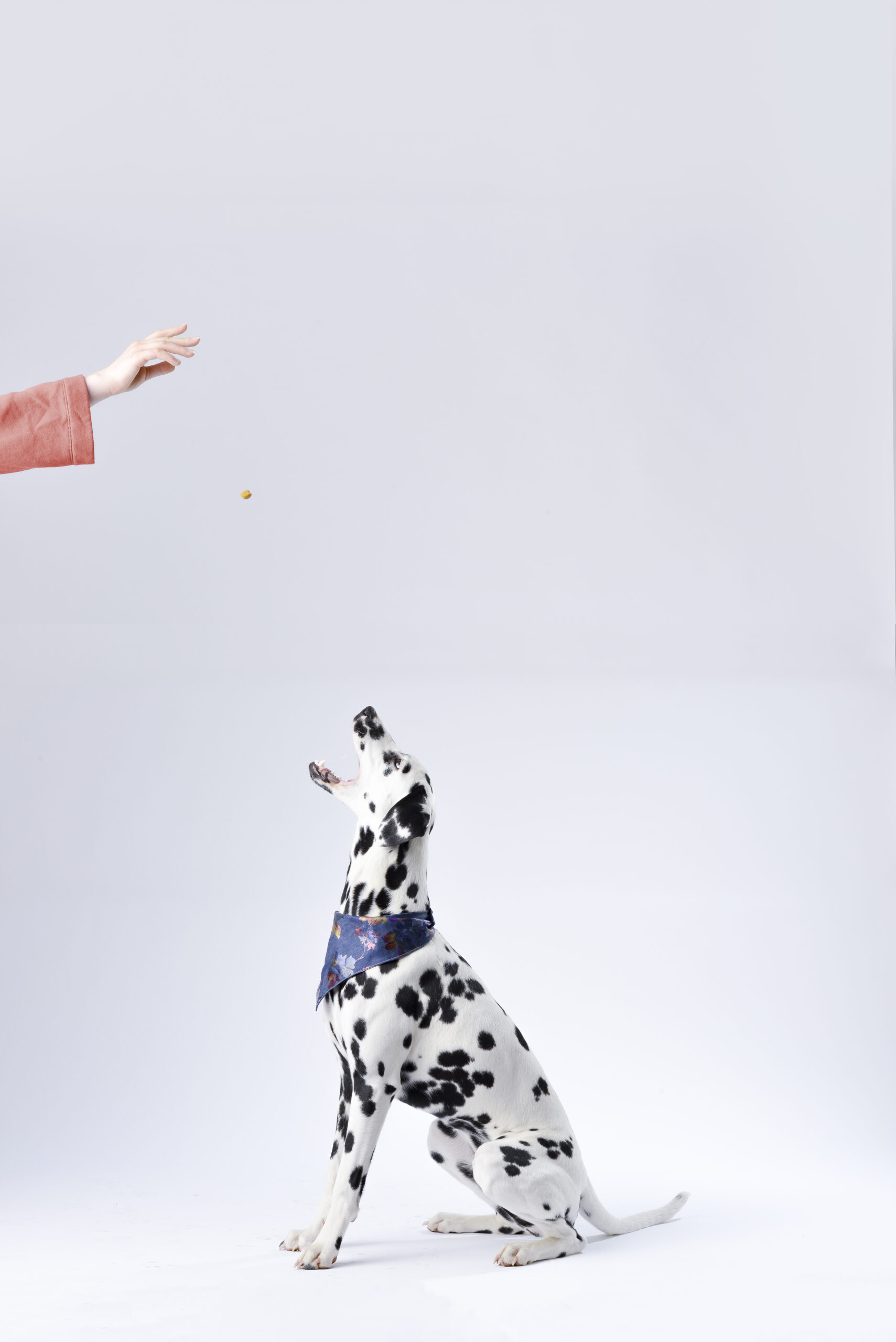 dalmatian-sitting-white-surface-933498.jpg