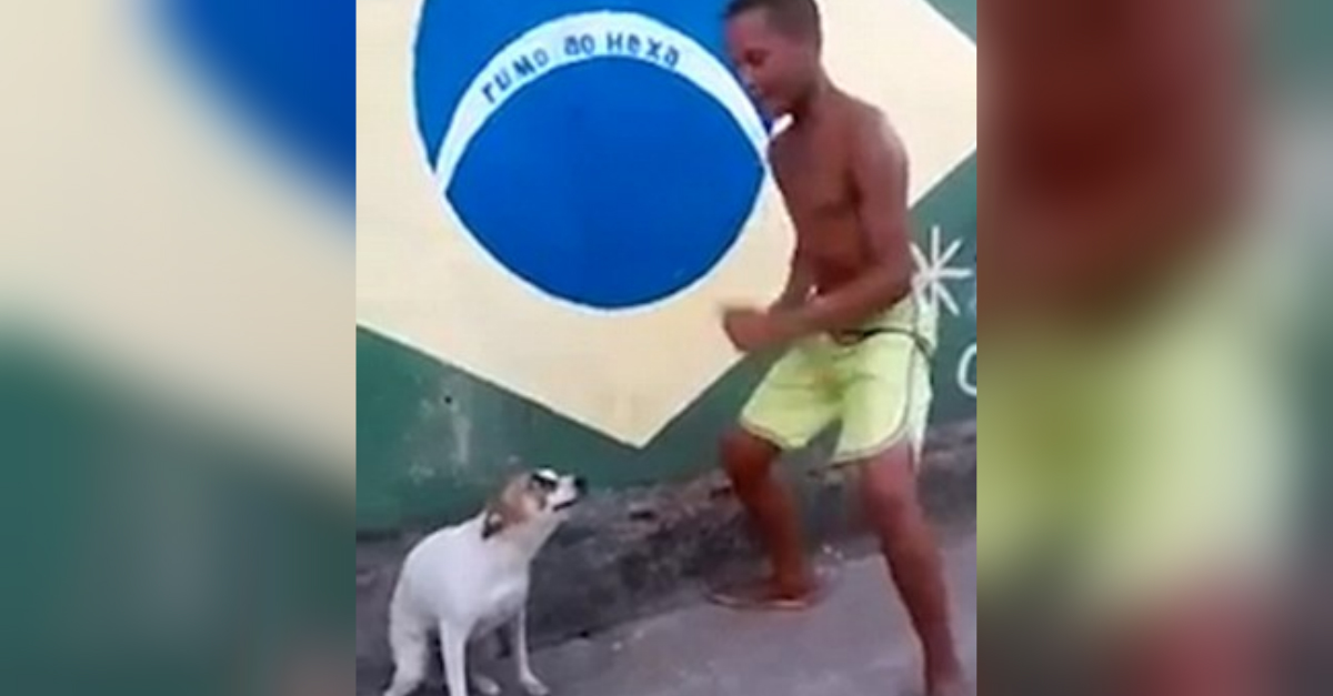 dancing dog