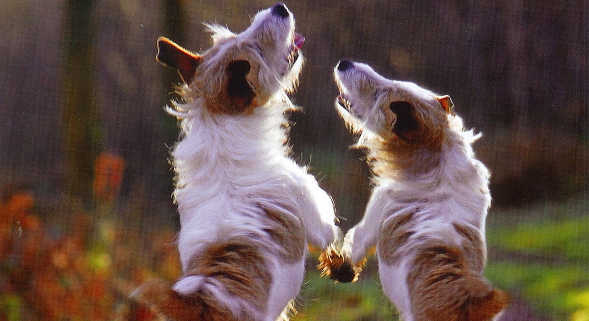 dancing dogs jpg