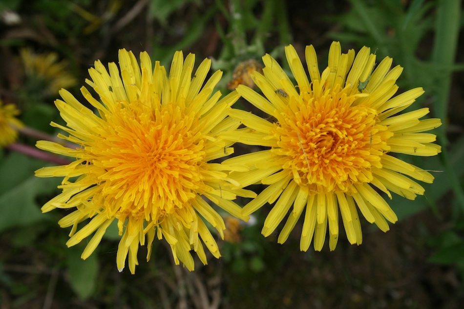 dandelions.jpg