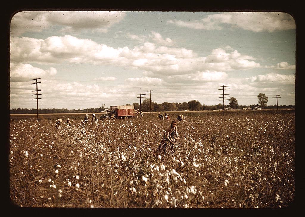 day-laborers-picking-cotton-near-clarksdale-mississippi-in-late-1939.jpg