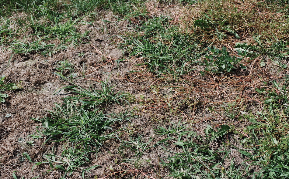 dead-grass.jpg