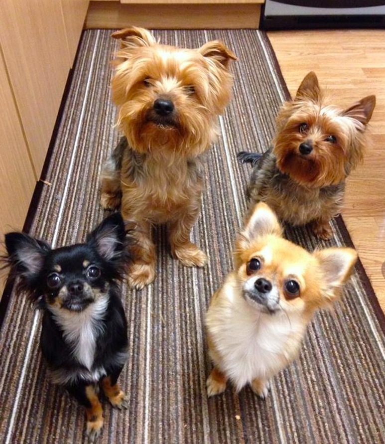 debs-chunky-pheobe-indie-and-elsa.jpg