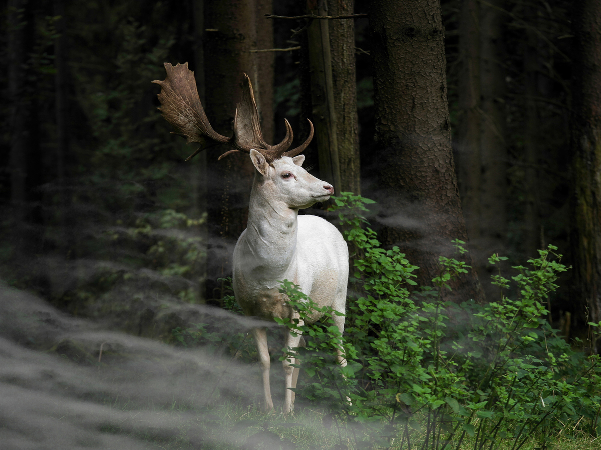 deer-12.jpg