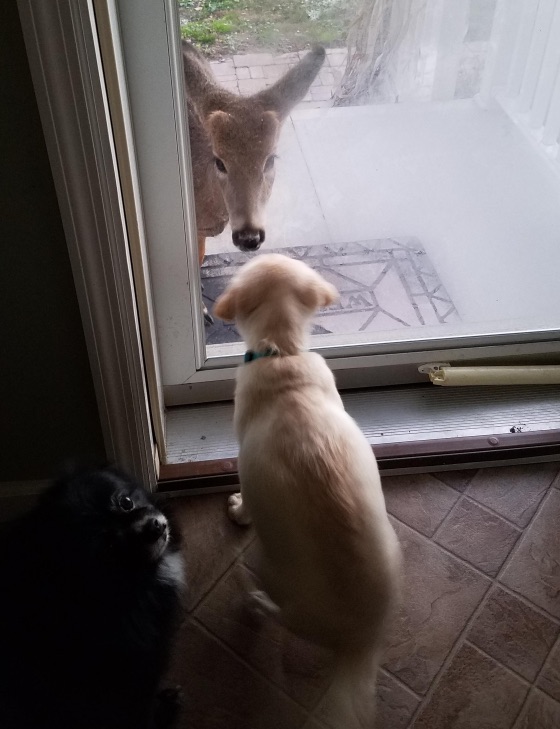 deer-2-1.jpg