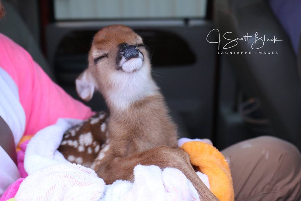 deer-2-2.jpg