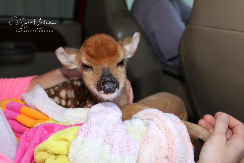 deer-4.jpg
