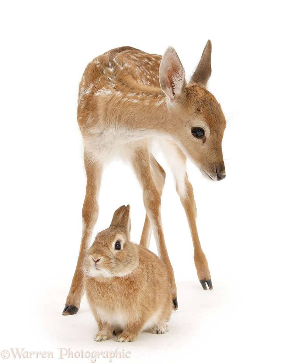 deer-bunny.jpg