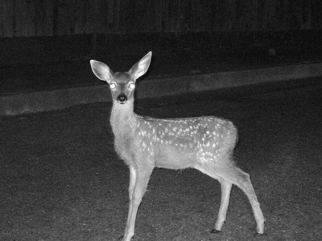 deer-headlights.jpg