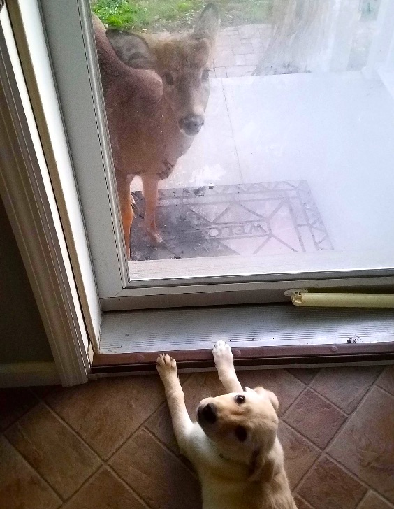 deer2.jpg