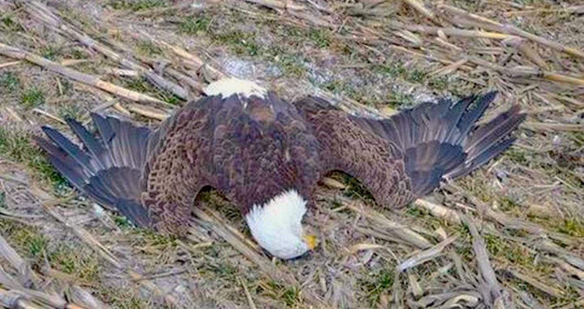 dentist saves eagle 3