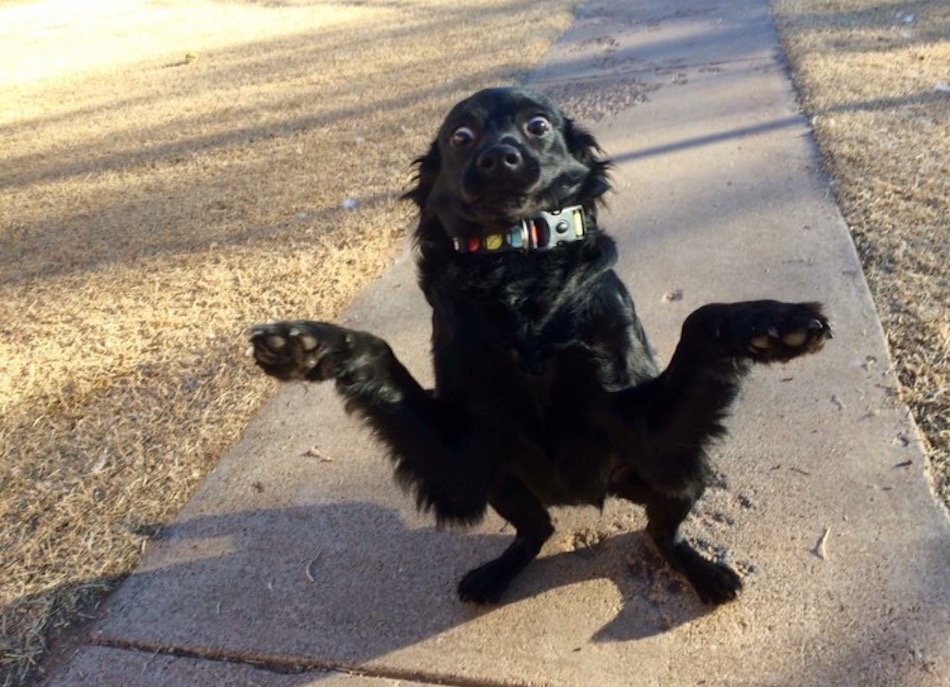derp-2.jpg