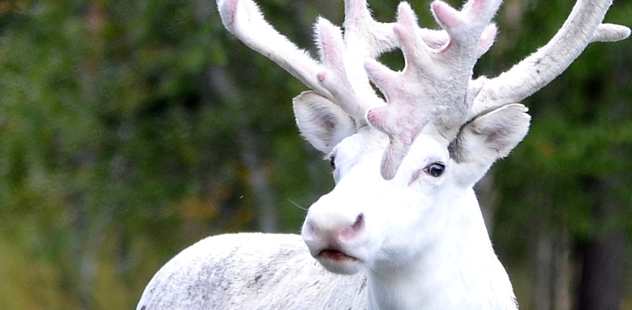 WHITE REINDEER