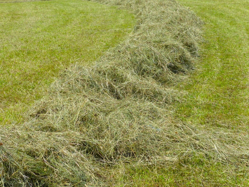 Swath Nature Steam Meadow Grass Rake Green Grass