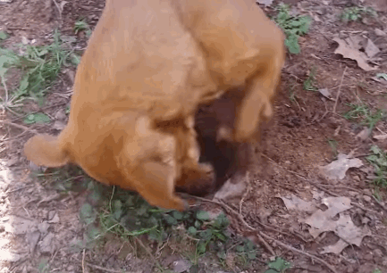 digg.gif