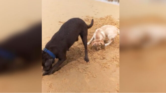 dog-teaches-puppy-to-dig