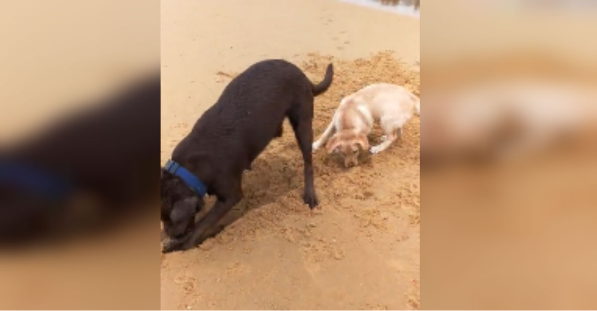 dog-teaches-puppy-to-dig