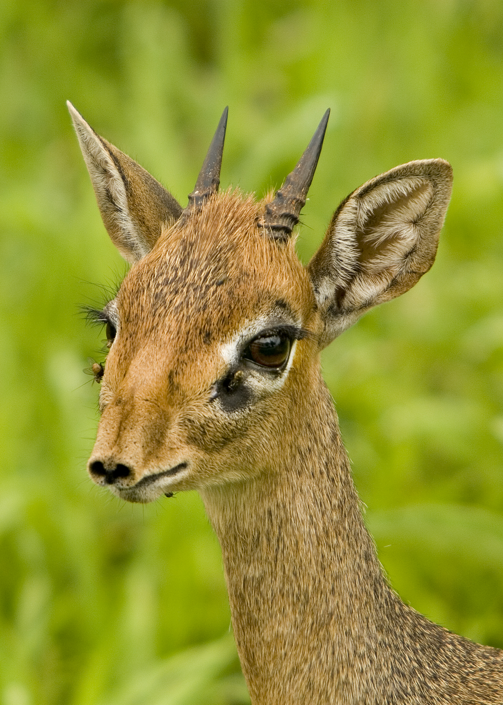 dik-dik.jpg