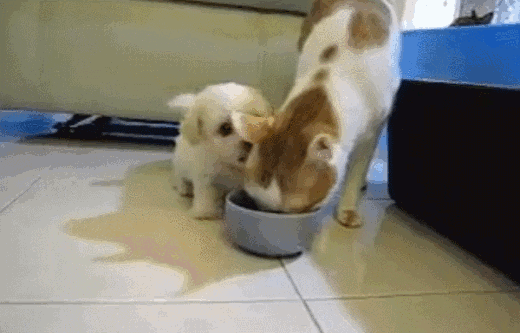 dinner.gif