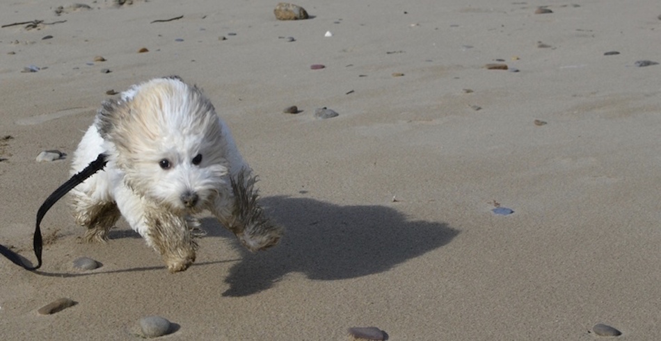 dirty-pup.jpg