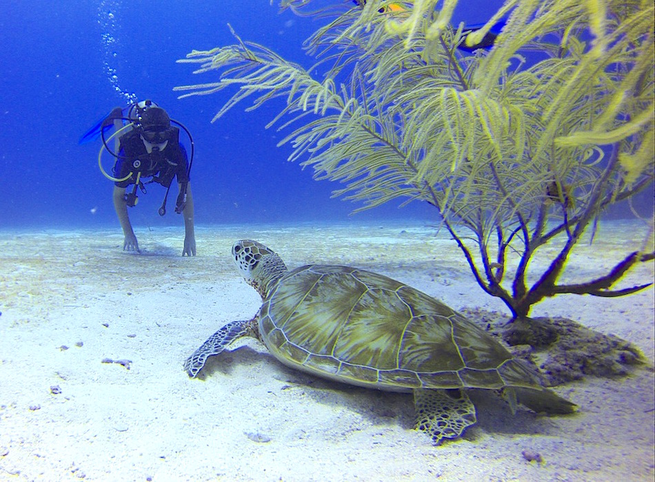 diver-549369_960_720.jpg