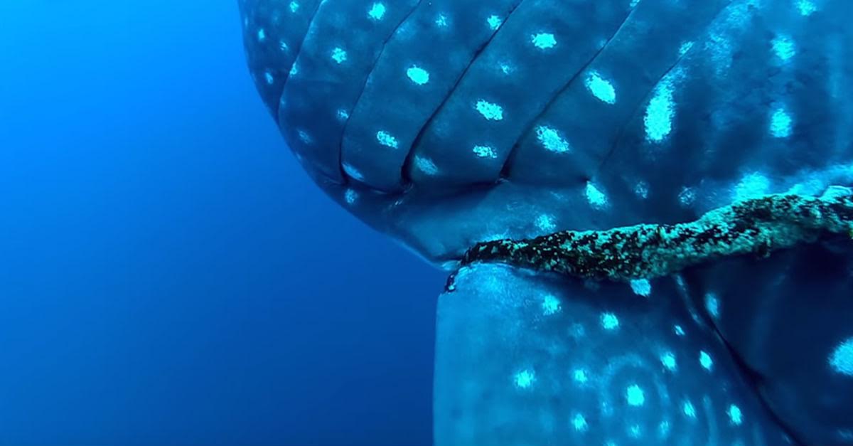 diver saves whale