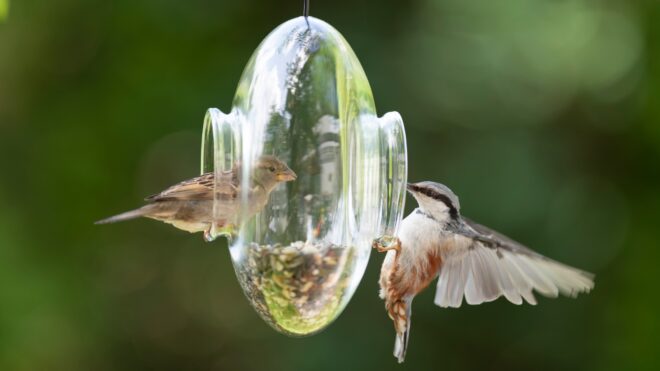 diy-bird-feeder-hp