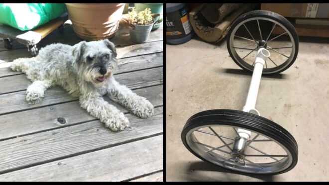 diy-dog-wheelchair