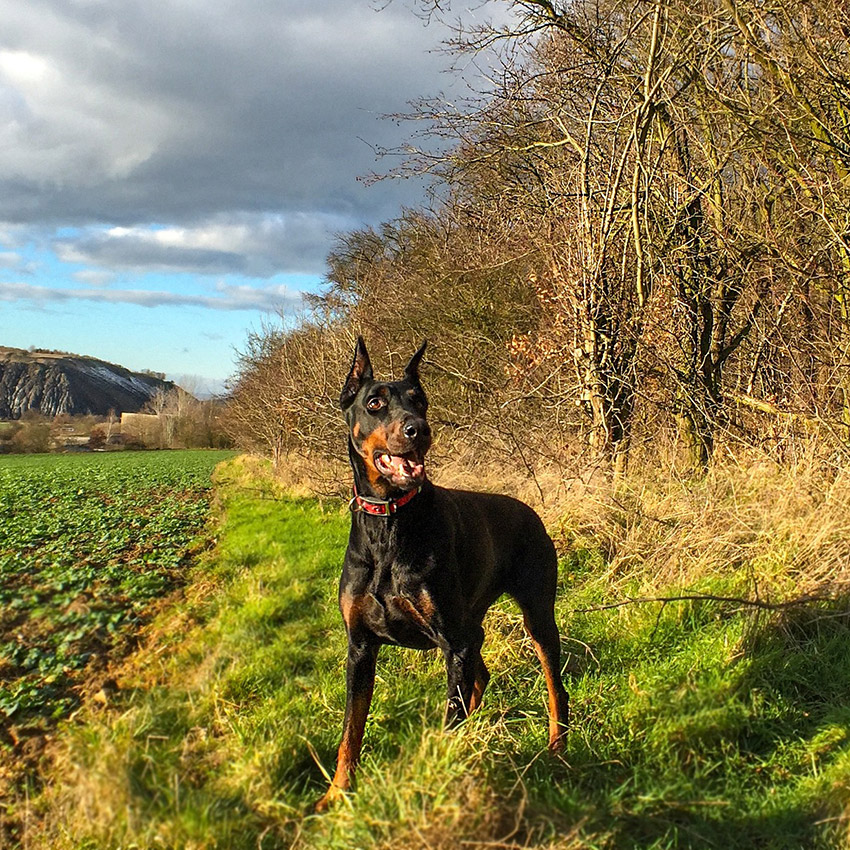 doberman-pinscher-smartest-dog-breed.jpg