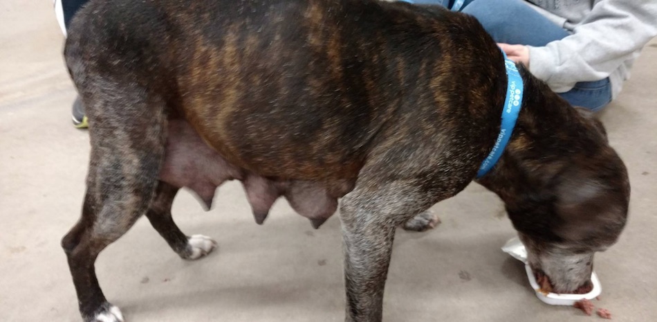 dog-1.jpg