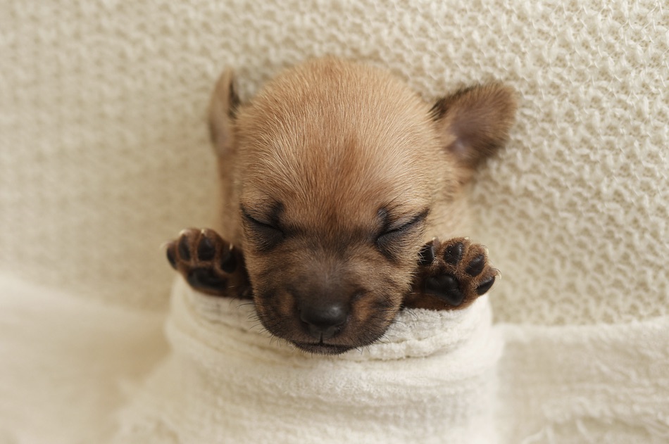 dog-13.jpg