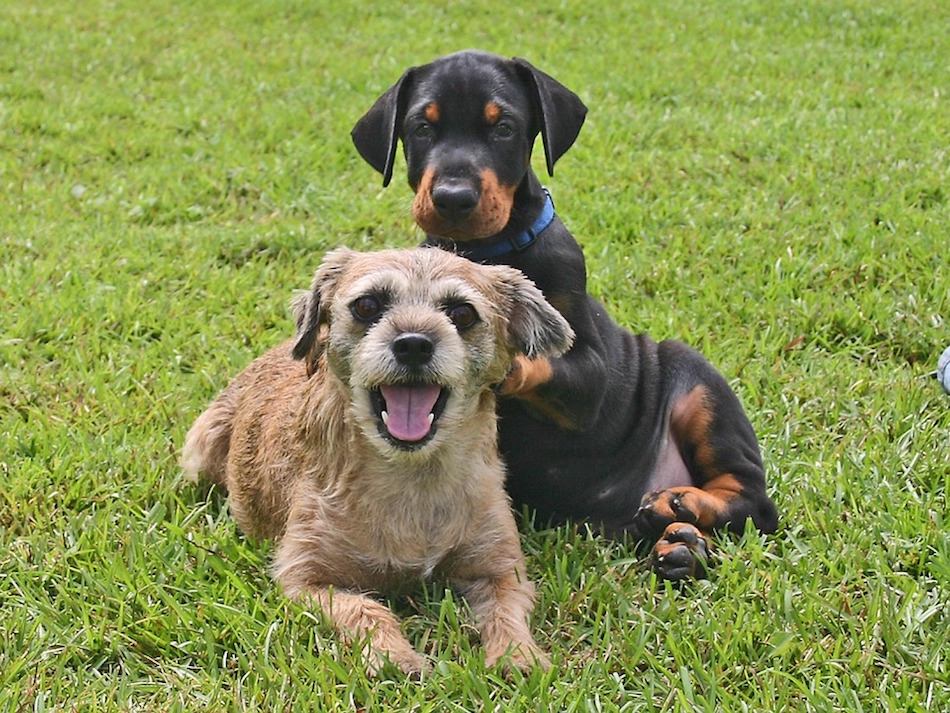 dog-16932_960_720.jpg