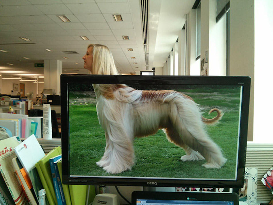 dog-2-1.jpg