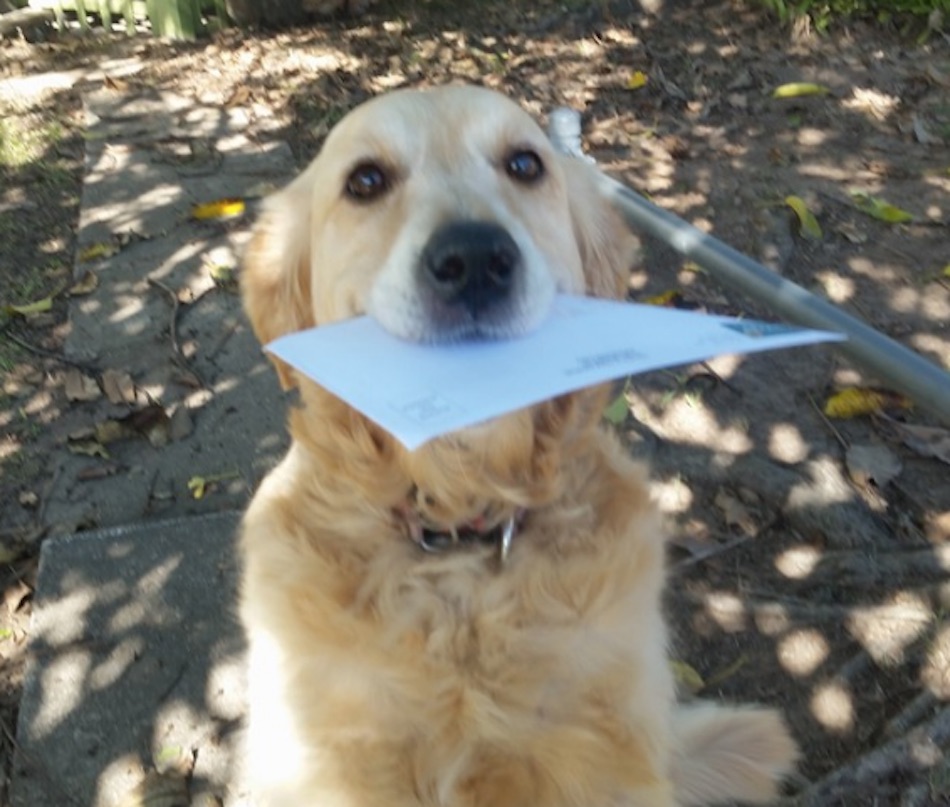 dog-2-5.jpg