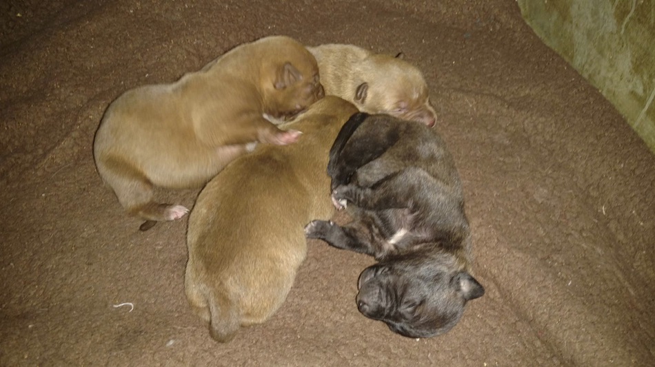 dog-2.jpg