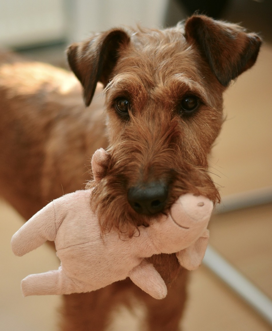 dog-2901704_1280.jpg