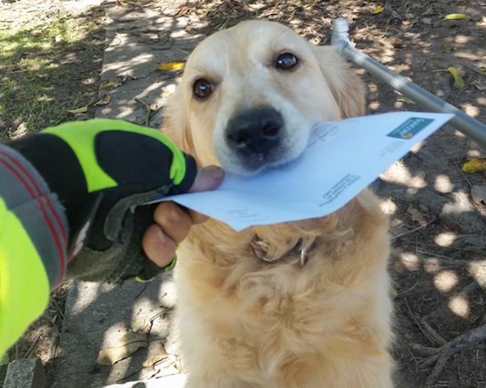 dog-3-3.jpg