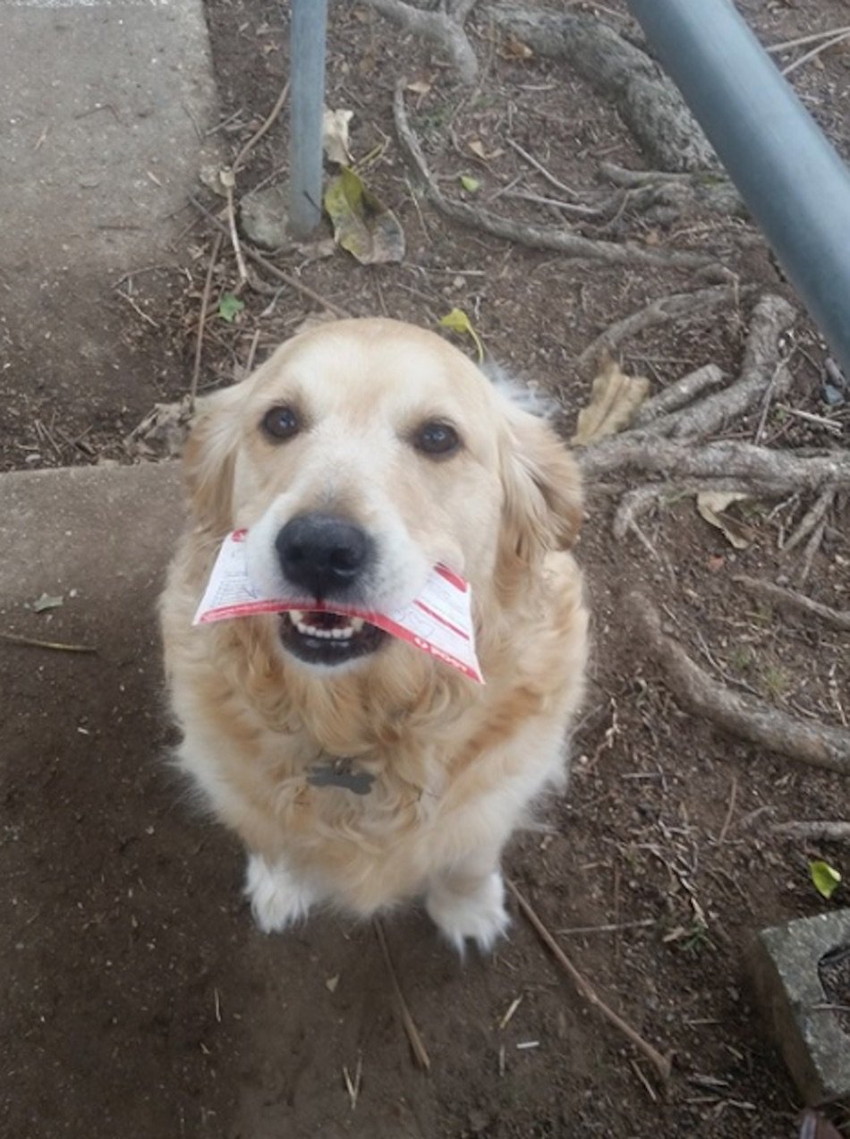 dog-6-3.jpg