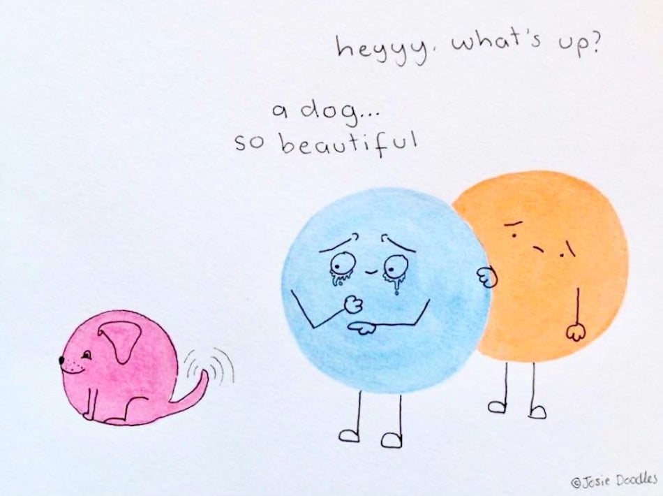dog-9.jpg dog-9.jpg