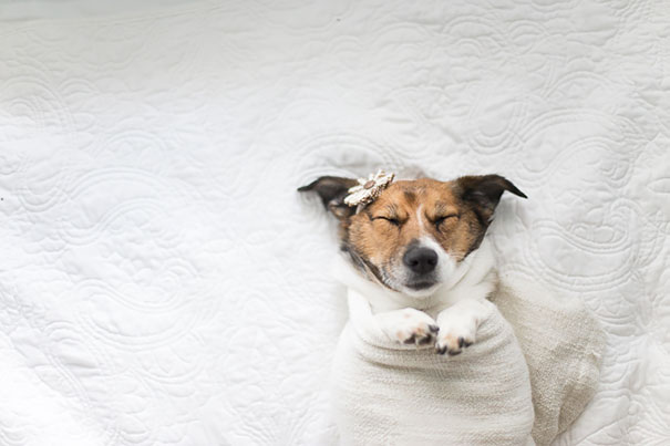 dog-baby-photos-snuggles-count-it-joy-jamie-clauss-4.jpg