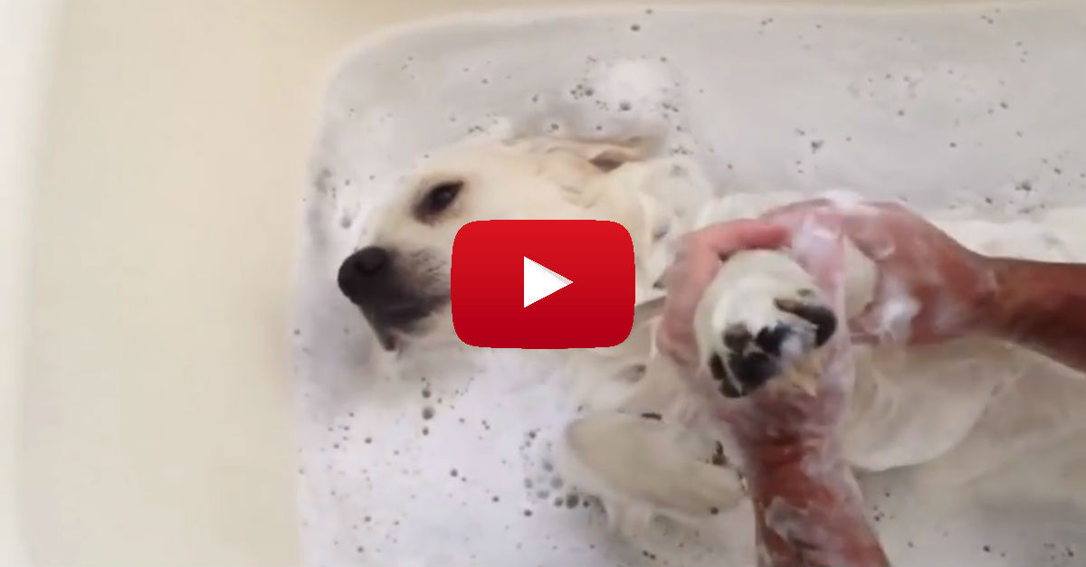 dog-bath-playbutton