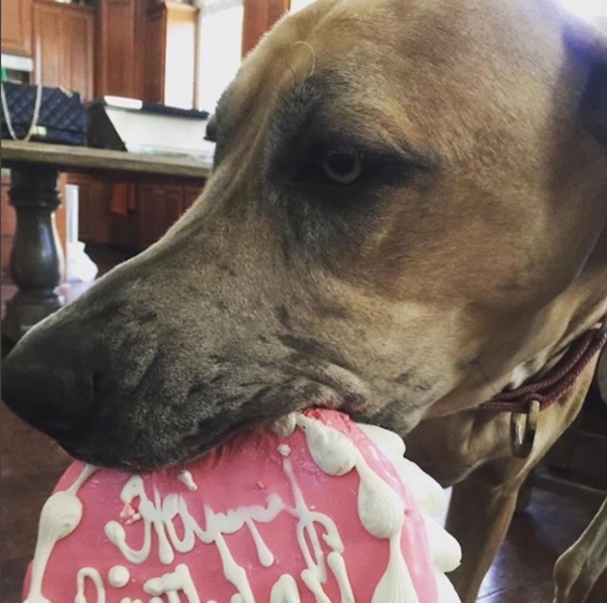 dog-birthday-cake-5.jpg