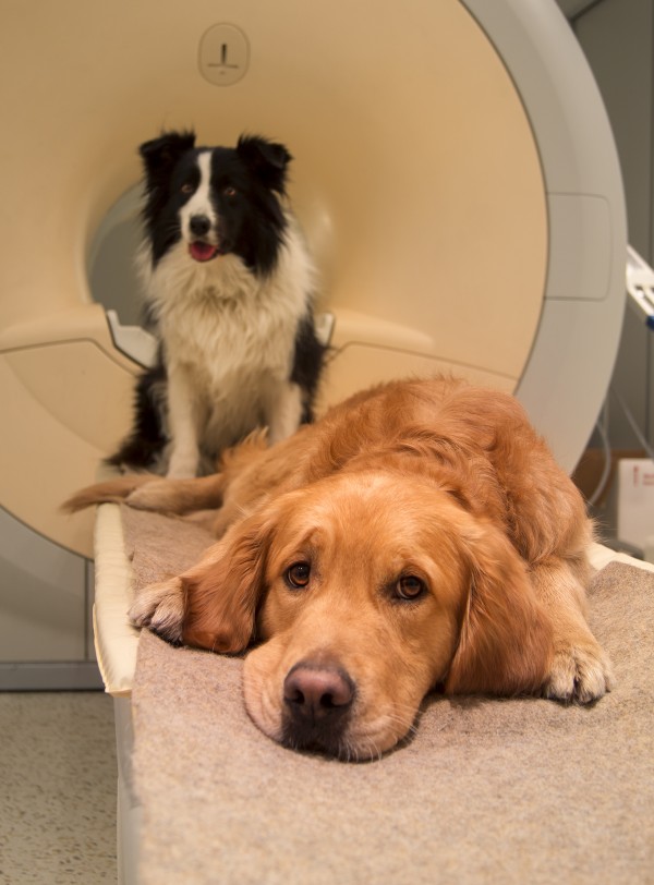 dog-brains-humans-03-600x812-1.jpg