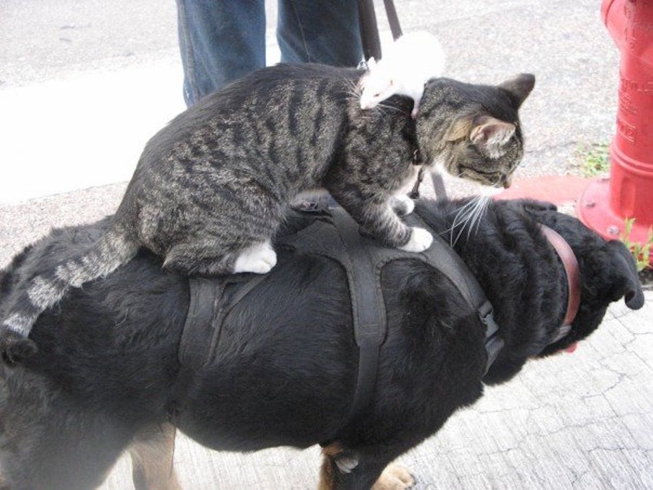 dog-cat-mouse.jpg