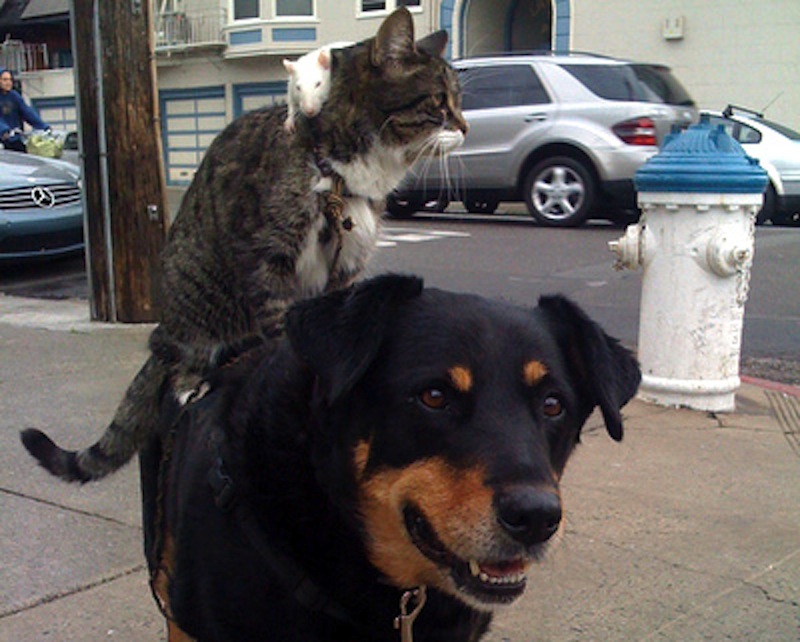 dog-cat-rat-greg-pike-1.jpg