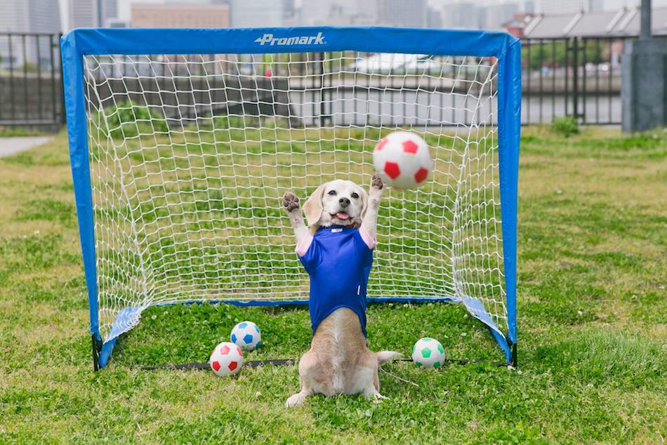 dog-catches-balls.jpg