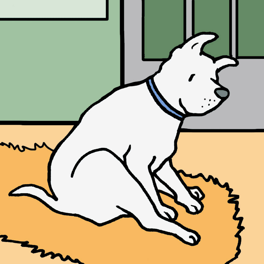 dog-chase-tail-anal-gland-problem.jpg