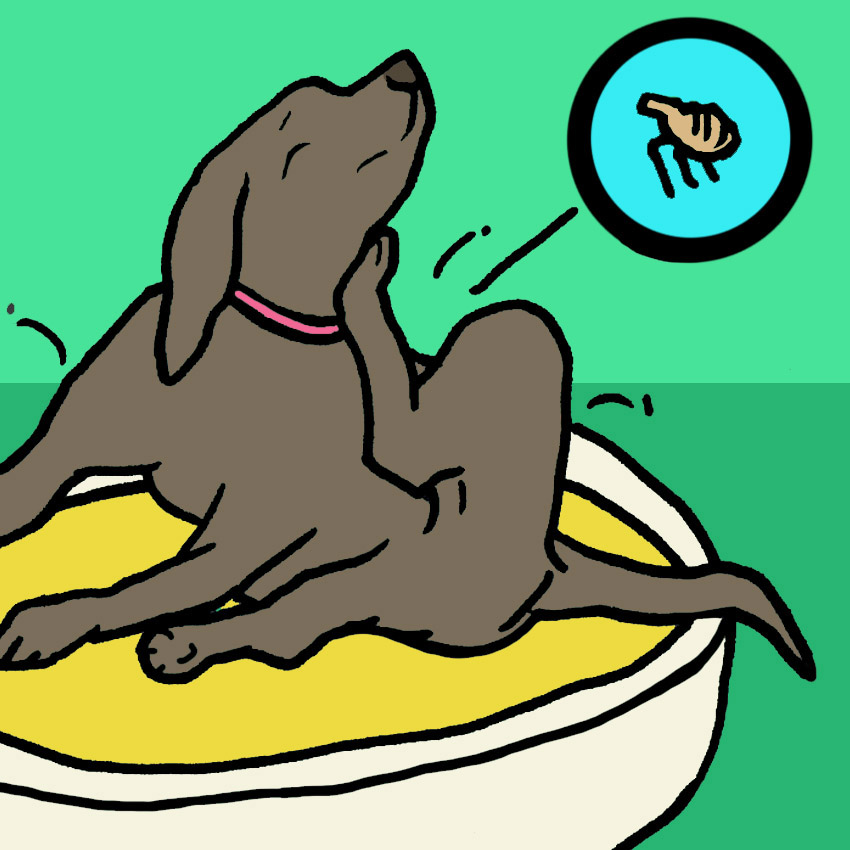 dog-chase-tail-fleas.jpg