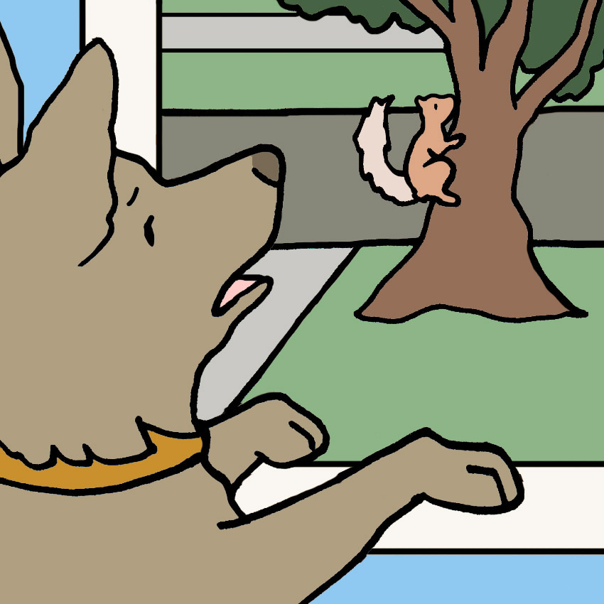 dog-chase-tail-ocd.jpg